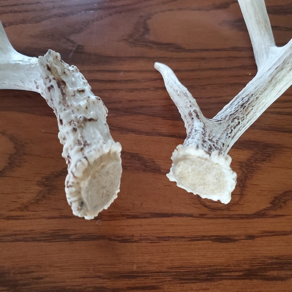 Whitetail Deer Sheddings Antler Decor - Picture 8 of 14